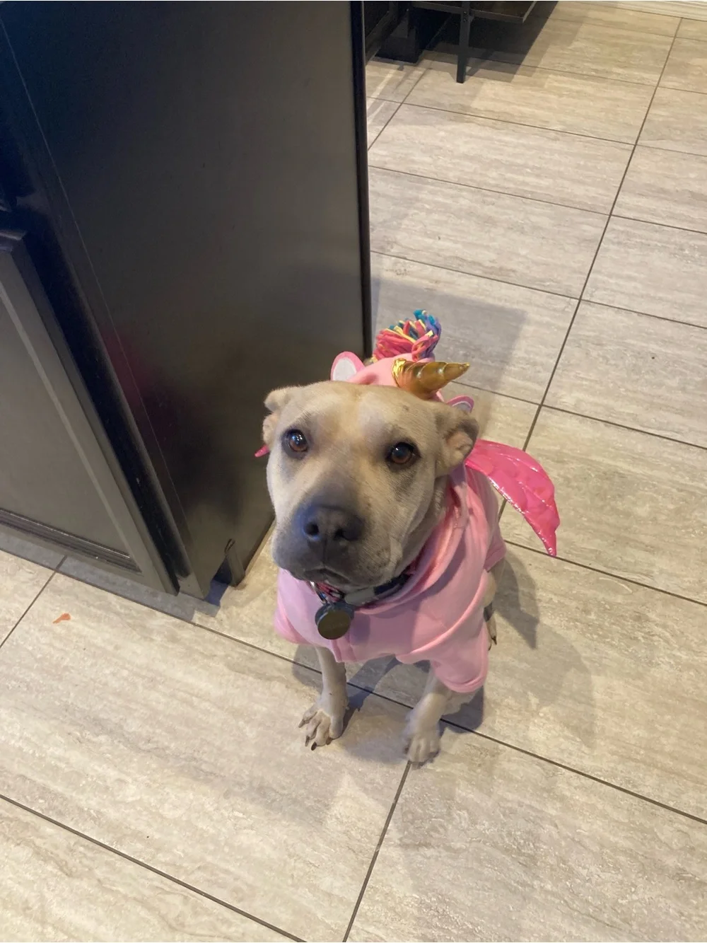 Pink Unicorn Dog Hoodie with Shiny Wings